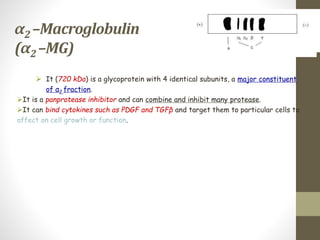 α2 –Macroglobulin
(α2 –MG)
 It (720 kDa) is a glycoprotein with 4 identical subunits, a major constituent
of α2 fraction.
It is a panprotease inhibitor and can combine and inhibit many protease.
It can bind cytokines such as PDGF and TGFβ and target them to particular cells to
affect on cell growth or function.
 