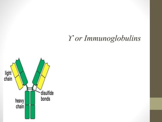 ϒ or Immunoglobulins
 