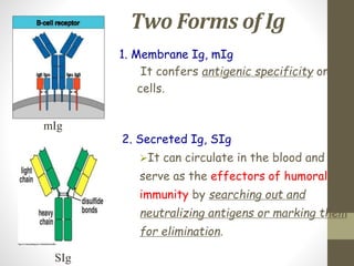 Two Forms of Ig
mIg
1. Membrane Ig, mIg
It confers antigenic specificity on B
cells.
2. Secreted Ig, SIg
It can circulate in the blood and
serve as the effectors of humoral
immunity by searching out and
neutralizing antigens or marking them
for elimination.
SIg
 