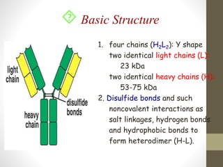  Basic Structure
1. four chains (H2L2): Y shape
two identical light chains (L):
23 kDa
two identical heavy chains (H):
53-75 kDa
2. Disulfide bonds and such
noncovalent interactions as
salt linkages, hydrogen bonds
and hydrophobic bonds to
form heterodimer (H-L).
 