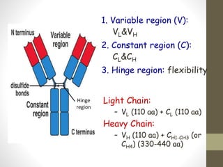 1. Variable region (V):
VL&VH
2. Constant region (C):
CL&CH
3. Hinge region: flexibility
Hinge
region
Light Chain:
– VL (110 aa) + CL (110 aa)
Heavy Chain:
– VH (110 aa) + CH1-CH3 (or
CH4) (330-440 aa)
 