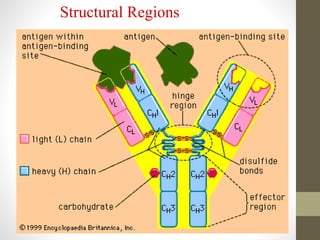 Structural Regions
 
