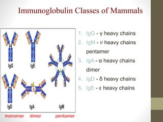 1. IgG - γ heavy chains
2. IgM - µ heavy chains
pentamer
3. IgA - α heavy chains
dimer
4. IgD - δ heavy chains
5. IgE - ε heavy chains
Immunoglobulin Classes of Mammals
dimer pentamermonomer
 