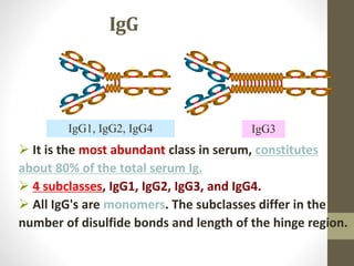 IgG
 It is the most abundant class in serum, constitutes
about 80% of the total serum Ig.
 4 subclasses, IgG1, IgG2, IgG3, and IgG4.
 All IgG's are monomers. The subclasses differ in the
number of disulfide bonds and length of the hinge region.
IgG1, IgG2, IgG4 IgG3
 