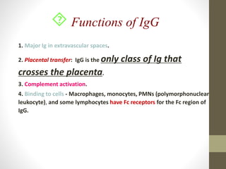  Functions of IgG
1. Major Ig in extravascular spaces.
2. Placental transfer: IgG is the only class of Ig that
crosses the placenta.
3. Complement activation.
4. Binding to cells - Macrophages, monocytes, PMNs (polymorphonuclear
leukocyte), and some lymphocytes have Fc receptors for the Fc region of
IgG.
 