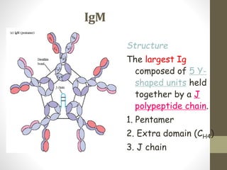 IgM
Structure
The largest Ig
composed of 5 Y-
shaped units held
together by a J
polypeptide chain.
1. Pentamer
2. Extra domain (CH4)
3. J chain
 