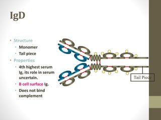 IgD
• Structure
• Monomer
• Tail piece
• Properties
• 4th highest serum
Ig, its role in serum
uncertain.
• B cell surface Ig.
• Does not bind
complement
Tail Piece
 