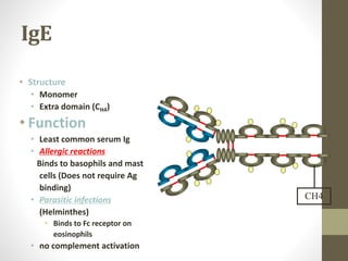 IgE
• Structure
• Monomer
• Extra domain (CH4)
• Function
• Least common serum Ig
• Allergic reactions
Binds to basophils and mast
cells (Does not require Ag
binding)
• Parasitic infections
(Helminthes)
• Binds to Fc receptor on
eosinophils
• no complement activation
CH4
 