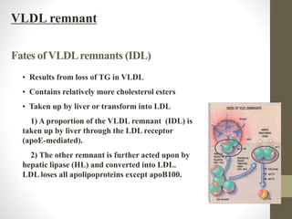 Fates of VLDLremnants (IDL)
• Results from loss of TG in VLDL
• Contains relatively more cholesterol esters
• Taken up by liver or transform into LDL
1) A proportion of the VLDL remnant (IDL) is
taken up by liver through the LDL receptor
(apoE-mediated).
2) The other remnant is further acted upon by
hepatic lipase (HL) and converted into LDL.
LDL loses all apolipoproteins except apoB100.
VLDL remnant
 
