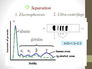  Separation
1. Electrophoresis 2. Ultra-centrifuge
A/G=1.5~2.5
 