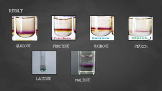 GLUCOSE FRUCTOSE SUCROSE STARCH
LACTOSE
RESULT
MALTOSE
 