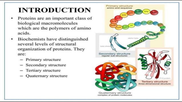 Biochem Topic 2 Proteins Its Structures And Functions Pptx
