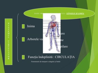 S
I
S
T
E
M
U
L
C
I
R
C
U
L
A
T
O
R
TOATE ORGANELE PRIN CARE CIRCULA SÂNGELE ŞI LIMFA
Inima
Arborele vascular
artere
vene
capilare
Funcţia îndeplinită : CIRCULAŢIA
Fenomenele de transport a sângelui şi limfei
 