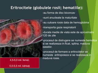 Eritrocitele (globulele rosii; hematiile):
-au forma de disc biconcav
-sunt anucleate la maturitate
-au culoare rosie data de hemoglobina
-transporta gaze respiratorii
-durata medie de viata este de aproximativ
120 de zile
-procesul de distrugere se numeste hemoliza
si se realizeaza in:ficat, splina, maduva
oaselor.
-procesul de formare a eritrocitelor se
numeste eritropoieza si se realizeaza in
maduva rosie.
4,5-5,0 mil. femei;
5,0-5,5 mil. bărbaţi
 