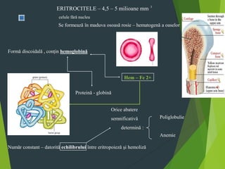 ERITROCITELE – 4,5 – 5 milioane mm
celule fără nucleu
3
Formă discoidală , conţin hemoglobină
Proteină - globină
Hem – Fe 2+
Număr constant – datorită echilibrului între eritropoieză şi hemoliză
Se formează în maduva osoasă rosie – hematogenă a oaselor
Orice abatere
semnificativă
determină :
Poliglobulie
Anemie
 