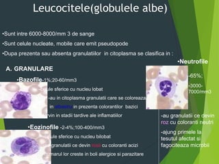 Leucocitele(globulele albe)
•Neutrofile
•Sunt intre 6000-8000/mm 3 de sange
•Sunt celule nucleate, mobile care emit pseudopode
•Dupa prezenta sau absenta granulatiilor in citoplasma se clasifica in :
A. GRANULARE
•Bazofile-1%;20-60/mm3
-celule sferice cu nucleu lobat
-au in citoplasma granulatii care se coloreaza
in albastru in prezenta colorantilor bazici
-intervin in stadii tardive ale inflamatiilor
•Eozinofile -2-4%;100-400/mm3
-celule sferice cu nucleu bilobat
-au granulatii ce devin rosii cu coloranti acizi
-numarul lor creste in boli alergice si parazitare
-65%;
-3000-
7000/mm3
-au granulatii ce devin
roz cu coloranti neutri
-ajung primele la
tesutul afectat si
fagociteaza microbii
 