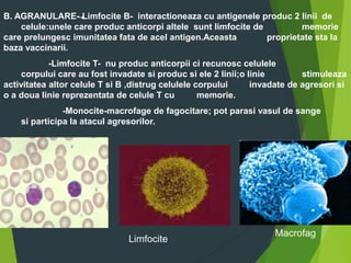 B. AGRANULARE- Limfocite B- interactioneaza cu antigenele produc 2 linii de
celule:unele care produc anticorpi altele sunt limfocite de memorie
care prelungesc imunitatea fata de acel antigen.Aceasta proprietate sta la
baza vaccinarii.
-Limfocite T- nu produc anticorpii ci recunosc celulele
corpului care au fost invadate si produc si ele 2 linii;o linie stimuleaza
activitatea altor celule T si B ,distrug celulele corpului invadate de agresori si
o a doua linie reprezentata de celule T cu memorie.
-Monocite-macrofage de fagocitare; pot parasi vasul de sange
si participa la atacul agresorilor.
Macrofag
Limfocite
 