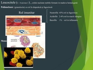 Leucocitele (4 – 8 mii/mm 3 ) , celule nucleate mobile formate in maduva hematogenă
Polinucleare (granulocite) cu rol în diapedeză şi fagocitoză
Neutrofile 65%-rol in fagocitoza
Acidofile 2-4%-rol in reactii alergice
Bazofile 1% -rol in inflamatie
Mononucleare
Monocite 7% -fagocitoza
Limfocite 25%- anticorpi
Rol imunitar
 