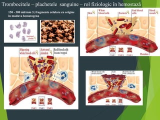 Trombocitele – plachetele sanguine – rol fiziologic în hemostază
150 - 300 mii/mm 3; fragmente celulare cu origine
in maduva hematogena
 