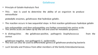 Gelatinase
• Principle of Gelatin Hydrolysis Test
• This test is used to determine the ability of an organism to produce
extracellular
proteolytic enzymes, gelatinases that hydrolyze gelatin.
• The reaction occurs in two sequential steps: in first reaction gelatinases hydrolyze gelatin
into polypeptides and then polypeptides are further converted into amino acids
• The amino acids are taken up by the cell and used for metabolic purposes.
• It distinguishes the gelatinase-positive, pathogenic Staphylococcus
aureus
gelatinase-negative, non-pathogenic S. epidermidis
from the
• The test can also be used to differentiate genera of gelatinase-producing bacteria
• such Serratia and Proteus from other members of the family Enterobacteriaceae.
 