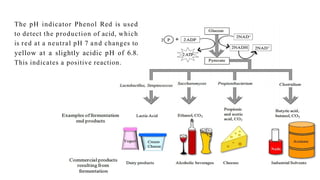 The pH indicator Phenol Red is used
to detect the production of acid, which
is red at a neutral pH 7 and changes to
yellow at a slightly acidic pH of 6.8.
This indicates a positive reaction.
 