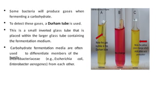  Some bacteria will produce gases when
fermenting a carbohydrate.
 To detect these gases, a Durham tube is used.
 This is a small inverted glass tube that is
placed within the larger glass tube containing
the fermentation medium.
 Carbohydrate fermentation media are often
used to differentiate members of the
family
Enterobacteriaceae (e.g., Escherichia
Enterobacter aerogenes) from each other.
coli,
 