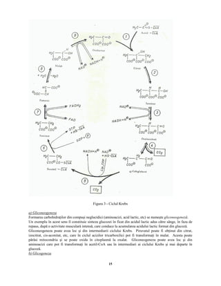 15
Figura 3 - Ciclul Krebs
¥  
¢
 ¢ ¦  £ ¨   ¨ £ ¨  ¥
Formarea carbohidra ilor din compuşi neglucidici (aminoacizi, acid lactic, etc) se numeşte   ¢ ¦  £ ¨   ¨ £ ¨  
.
Un exemplu în acest sens îl constituie sinteza glucozei în ficat din acidul lactic adus către sânge, în faza de
repaus, după o activitate musculară intensă, care conduce la acumularea acidului lactic format din glucoză.
Gliconeogeneza poate avea loc şi din intermediarii ciclului Krebs. Piruvatul poate fi ob inut din citrat,
izocitrat, cis-aconitat, etc, care în ciclul acizilor tricarboxilici pot fi transforma i în malat. Acesta poate
părăsi mitocondria şi se poate oxida în citoplasmă la oxalat. Gliconeogeneza poate avea loc şi din
aminoacizi care pot fi transforma i în acetil-CoA sau în intermediari ai ciclului Krebs şi mai departe în
glucoză.
%  
¢
 ¢ ¦   ¨ £ ¨  ¥
 