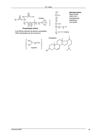 Ph. Collas
Biochimie MGP 48
H2C
CH
C
H2
O C R1
OCR2
O P O C
H2
C
H2
N+
CH3
CH3
CH3
Choline
Phosphatidyl choline
(Les flèches indiquent les liaisons susceptibles
d'être hydrolysées par des enzymes.)
CH3
(CH2)12
CH
CH
CH OH
CH N
H
C
O
R
C
H2
O P Choline
Sphingomyéline :
liaison amide
(-NH-C=O-)
et phosphoryle
estérifié par
une choline.
HO
C C
H
CH2
H2C
H3C
isoprène
Cholestérol
 