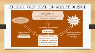 APERCU GENERAL DU METABOLISME
 