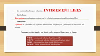 • Les réactions biochimiques cellulaires : INTIMEMENT LIEES
• Catabolisme:
Dégradation des molécules organiques par les cellules (molécules plus mobiles, disponibles)
• Anabolisme:
Synthèse de l’ensemble des systèmes moléculaires, enzymatiques, génétiques et structuraux des
cellules.
NADH = nicotinamide adénine dinucléotide réduit
NADPH = nicotinamide adénine dinucléotide phosphate réduit
FADH2 = flavine adénine dinucléotide dihydrogénée
FMNH2 = flavine mononucléotide dihydrogénée.
 