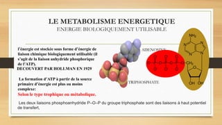 LE METABOLISME ENERGETIQUE
ENERGIE BIOLOGIQUEMENT UTILISABLE
l’énergie est stockée sous forme d’énergie de
liaison chimique biologiquement utilisable (il
s’agit de la liaison anhydride phosphorique
de l’ATP).
La formation d’ATP à partir de la source
primaire d’énergie est plus ou moins
complexe:
Selon le type trophique ou métabolique.
ADENOSINE
TRIPHOSPHATE
Les deux liaisons phosphoanhydride P–O–P du groupe triphosphate sont des liaisons à haut potentiel
de transfert,
DECOUVERT PAR HOLLMAN EN 1929
 
