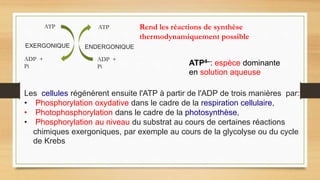 ATP ATP
ADP +
Pi
ENDERGONIQUE
EXERGONIQUE
ADP +
Pi
Rend les réactions de synthèse
thermodynamiquement possible
ATP4–: espèce dominante
en solution aqueuse
Les cellules régénèrent ensuite l'ATP à partir de l'ADP de trois manières par:
• Phosphorylation oxydative dans le cadre de la respiration cellulaire,
• Photophosphorylation dans le cadre de la photosynthèse,
• Phosphorylation au niveau du substrat au cours de certaines réactions
chimiques exergoniques, par exemple au cours de la glycolyse ou du cycle
de Krebs
 