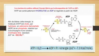 Les réactions de synthèse utilisent l’énergie libérée par la décomposition de l’ATP en ADP :
l'ATP est continuellement HYDROLYSE en ADP et régénéré à partir de l'ADP.
Afin de libérer cette énergie, la
molécule d'ATP est clivée, par
hydrolyse, en adénosine diphosphate
(ADP) et en phosphate, réaction qui
s'accompagne d'une variation
d’enthalpie libre standard
ΔG0′ de −30,5 KJ−1.
 