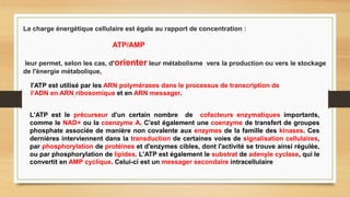 La charge énergétique cellulaire est égale au rapport de concentration :
ATP/AMP
leur permet, selon les cas, d'orienter leur métabolisme vers la production ou vers le stockage
de l'énergie métabolique,
l'ATP est utilisé par les ARN polymérases dans le processus de transcription de
l‘ADN en ARN ribosomique et en ARN messager.
L'ATP est le précurseur d'un certain nombre de cofacteurs enzymatiques importants,
comme le NAD+ ou la coenzyme A. C'est également une coenzyme de transfert de groupes
phosphate associée de manière non covalente aux enzymes de la famille des kinases. Ces
dernières interviennent dans la transduction de certaines voies de signalisation cellulaires,
par phosphorylation de protéines et d'enzymes cibles, dont l'activité se trouve ainsi régulée,
ou par phosphorylation de lipides. L'ATP est également le substrat de adenyle cyclase, qui le
convertit en AMP cyclique. Celui-ci est un messager secondaire intracellulaire
 