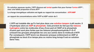 L'ATP est instable dès qu'il n'est plus dans une solution tampon à pH neutre. Il
s'hydrolyse alors en ADP et phosphate. Cela provient du fait que les liaisons
hydrogène entre les molécules d'eau d'une part et l'ADP et le phosphate
d'autre part sont plus fortes que les liaisons phosphoanhydride P–O–P
unissant les groupes phosphate les uns aux autres dans la molécule d'ATP.
Par conséquent, l'ATP tend à se dissocier presque entièrement en ADP et
phosphate au bout d'un temps plus ou moins long lorsqu'il est en solution
dans l'eau.
En solution aqueuse neutre, l'ATP dissous est ionisé quatre fois pour former l‘anion ATP4–,
avec une faible proportion d'ions ATP3–
un rapport de concentrations entre l'ATP et ADP voisin de 5
La charge énergétique cellulaire est égale au rapport de concentration : ATP/AMP
 