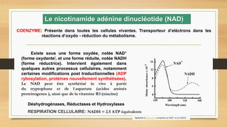 Existe sous une forme oxydée, notée NAD+
(forme oxydante), et une forme réduite, notée NADH
(forme réductrice). Intervient également dans
quelques autres processus cellulaires, notamment
certaines modifications post traductionnelles (ADP
rybosylation, protéines nouvellement synthétisées).
Le NAD peut être synthétisé in vivo à partir
du tryptophane et de l‘aspartate (acides aminés
proteinogenes ), ainsi que de la vitamine B3 (niacine)
Spectres d’absorption comparés du NAD+ et du NADH
Déshydrogénases, Réductases et Hydroxylases
COENZYME: Présente dans toutes les cellules vivantes. Transporteur d’eléctrons dans les
réactions d’oxydo - réduction du métabolisme.
RESPIRATION CELLULAIRE: NADH = 2.5 ATP équivalents
Le nicotinamide adénine dinucléotide (NAD)
 