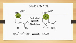 NAD+/NADH
 