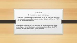 NADPH
le réducteur quasi universel.
Chez les cyanobactéries L'assimilation du à la suite des réactions
complexes du cycle de Calvin passe par des réductions. C'est le NADPH
qui est le donneur d'électrons.
Chez les chimiotrophes On rencontre de nombreuses réactions
anaboliques demandant de réduire les substrats. C'est NADPH
(parfois NADH) le réducteur quasi universel.
 
