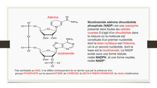 Nicotinamide adénine dinucléotide
phosphate (NADP) est une coenzyme
présente dans toutes les cellules
vivantes Il s'agit d'un dinucléotide dans
la mesure où la molécule est
constituée d'un premier nucléotide,
dont la base nucléique est l’Adenine,
uni à un second nucléotide, dont la
base est le nicotinamide. Le NADP
existe sous une forme réduite,
notée NADPH, et une forme oxydée,
notée NADP+.
Adenine
nicotinamide
Très semblable au NAD, il ne diffère chimiquement de ce dernier que par la présence d'un
groupe PHOSPHATE sur le second ATOME de CARBONE du BETA D RIBOFURANNOSE du résidu d'adénosine.
 