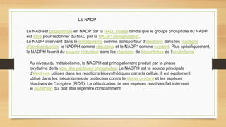 LE NADP
Le NAD est phosphorylé en NADP par la NAD+ kinase tandis que le groupe phosphate du NADP
est clivé pour redonner du NAD par la NADP+ phosphatase4.
Le NADP intervient dans le métabolisme comme transporteur d'électrons dans les réactions
d'oxydoréduction, le NADPH comme réducteur et le NADP+ comme oxydant. Plus spécifiquement,
le NADPH fournit du pouvoir réducteur dans les réactions de biosynthèse de l'anabolisme
Au niveau du métabolisme, le NADPH est principalement produit par la phase
oxydative de la voie des pentoses phosphates. Le NADPH est la source principale
d'électrons utilisés dans les réactions biosynthétiques dans la cellule. Il est également
utilisé dans les mécanismes de protection contre le stress oxydant et les espèces
réactives de l'oxygène (ROS). La détoxication de ces espèces réactives fait intervenir
le glutathion qui doit être régénéré constamment
 