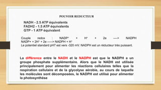 NADH - 2.5 ATP équivalents
FADH2 - 1.5 ATP équivalents
GTP - 1 ATP équivalent
La différence entre le NADH et le NADPH est que le NADPH a un
groupe phosphate supplémentaire. Alors que le NADH est utilisée
principalement pour alimenter les réactions cellulaires telles que la
respiration cellulaire et de la glycolyse aérobie, au cours de laquelle
les molécules sont décomposées, le NADPH est utilisé pour alimenter
la photosynthèse
POUVOIR REDUCTEUR
Couple redox : NADP+ + H+ + 2e ----> NADPH
NADP+ + 2H+ + 2e -----> NADPH + H+
Le potentiel standard pH7 est vers -320 mV. NADPH est un réducteur très puissant.
 