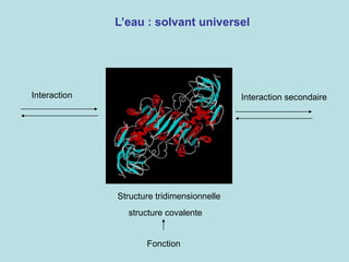 L’eau : solvant universel
Structure tridimensionnelle
Interaction
structure covalente
Interaction secondaire
Fonction
 