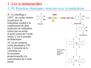1. Les α-aminoacides
1.10. Réaction chimiques: réaction avec la ninhydrine
 Le chauffage à
130°C des acides aminés
en présence de
ninhydrine conduit à la
condensation de deux
molécules de ninhydrine
reliées par un atome
d’azote venant de l’acide
aminé. C’est le pourpre
de Ruhemann.
C’est un composé
violet absorbant à 570
nm. L’intensité de la
coloration est
inversement
proportionnelle à la
concentration de l’acide
aminé.
 