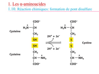 1. Les α-aminoacides
1.10. Réaction chimiques: formation de pont disulfure
 