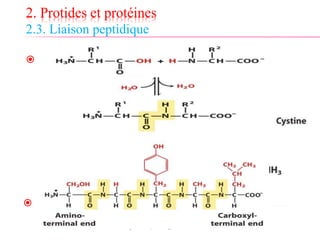 2. Protides et protéines
2.3. Liaison peptidique
.
.
 