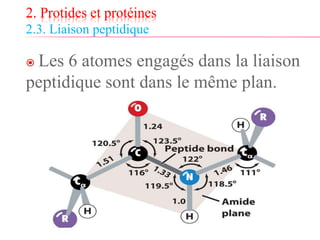 2. Protides et protéines
2.3. Liaison peptidique
 Les 6 atomes engagés dans la liaison
peptidique sont dans le même plan.
 