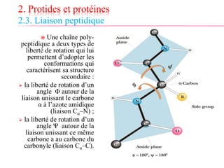 2. Protides et protéines
2.3. Liaison peptidique
 Une chaîne poly-
peptidique a deux types de
liberté de rotation qui lui
permettent d’adopter les
conformations qui
caractérisent sa structure
secondaire :
 la liberté de rotation d’un
angle Φ autour de la
liaison unissant le carbone
α à l’azote amidique
(liaison Cα–N) ;
 la liberté de rotation d’un
angle Ψ autour de la
liaison unissant ce même
carbone a au carbone du
carbonyle (liaison Cα–C).
 