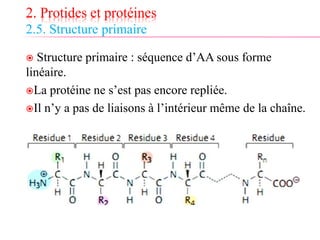 2. Protides et protéines
2.5. Structure primaire
 Structure primaire : séquence d’AA sous forme
linéaire.
La protéine ne s’est pas encore repliée.
Il n’y a pas de liaisons à l’intérieur même de la chaîne.
 