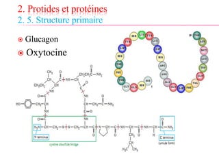 2. Protides et protéines
2. 5. Structure primaire
 Glucagon
 Oxytocine
 