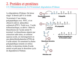 2. Protides et protéines
2.5.3 Détermination de AA N-terminal: dégradation d’Edman
La dégradation d’Edman. On laisse
réagir d’abord à pH 9, le résidu
N-terminal d ’une chaîne
polypeptidique avec PITC, et on
obtient le dérivé phénylthio-
carbamyle (PTC). Traité avec l’acide
trifluoroacétique, ce dérivé libère la
thiazolinone de l’acide aminé N-
terminal. La thiazolinone séparée par
extraction subit alors, en solution
aqueuse acide, un réarrangement en
une phénylthiohydantoïne (PTH) de
l’acide aminé. En remettant la chaîne
polypeptidique restante en milieu
alcalin, le deuxième résidu d’acide
aminé est prêt pour le deuxième cycle
de dégradation d’Edman.
 